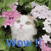 Wow First Time GIF - Wow First Time Cat GIFs