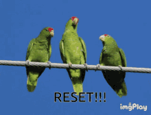 Reset Parrots Bird GIF - Reset Parrots Parrots Reset GIFs
