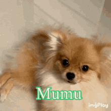 Mumu Dog GIF - Mumu Dog Cute GIFs