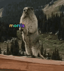 Morris Morriss GIF - Morris Morriss Marmot GIFs