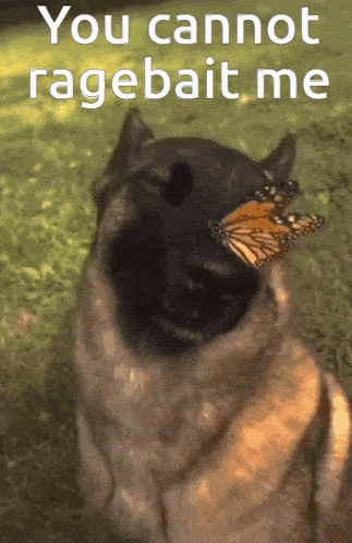 tenor.gif