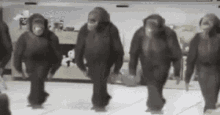 Monkeys Tap Dancing GIF - Monkeys Tap Dancing Dancing GIFs