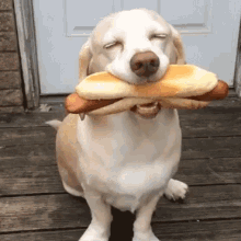 Dog Hotdog GIF - Dog Hotdog Happy GIFs