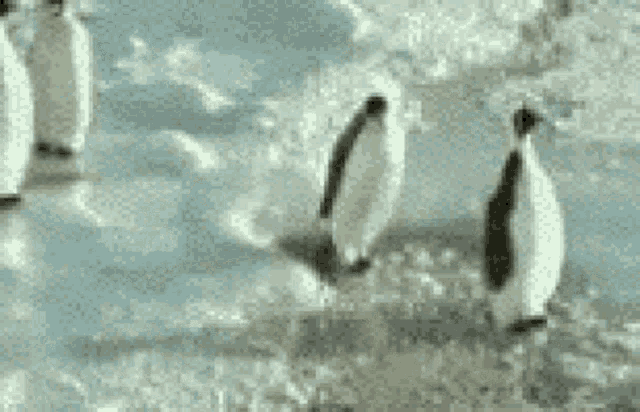 Penguin Slap GIF - Penguin Slap Funny - Discover & Share GIFs