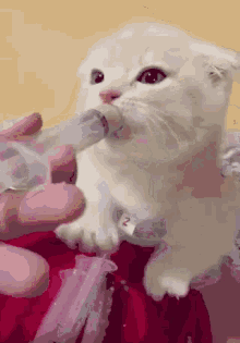キュン死 可愛い動物　猫　にゃんちゃん GIF - Kyun Shinu Cute Animal Cat GIFs