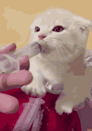 キュン死 可愛い動物 猫 にゃんちゃん Gif Kyun Shinu Cute Animal Cat Discover Share Gifs