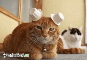 可愛い動物 猫 逃げる 迷ってる Gif Cute Animal Cat Creamer Discover Share Gifs