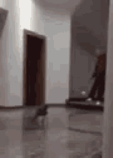 Cat Soccer GIF - Cat Soccer Play Time GIFs