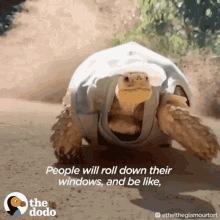 Cool Turtle GIF - Cool Turtle Awesome GIFs