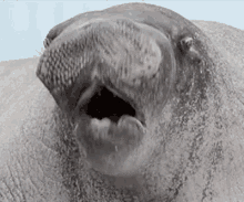 Seal Lol GIF - Seal Lol Haha GIFs