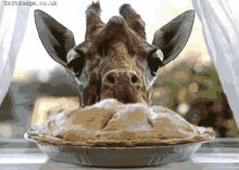 Giraffe Pie GIF - Giraffe Pie Lunch GIFs