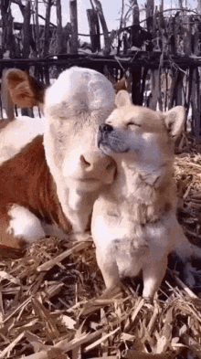 Cow Dog GIF - Cow Dog Cute GIFs