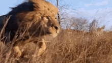 Big Cat Lion GIF - Big Cat Lion Run GIFs