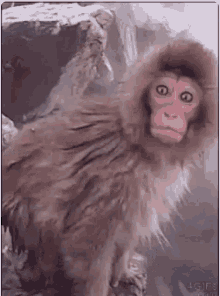 Monkey Shocked GIF - Monkey Shocked GIFs
