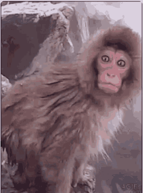 Monkey Shocked GIF - Monkey Shocked - Discover &amp; Share GIFs
