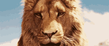 Lion King Leon GIF - Lion King Leon Aslan GIFs