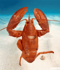 Lobster GIFs | Tenor