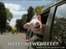 Geico Pig GIF - Geico Pig Wee GIFs
