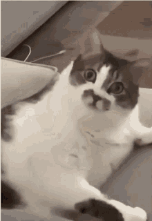Reverse Cat Lick GIF - Reverse Cat Lick Reverse Cat GIFs