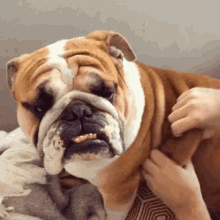 Bulldog GIF - Bulldogs Cute Dog Folds GIFs