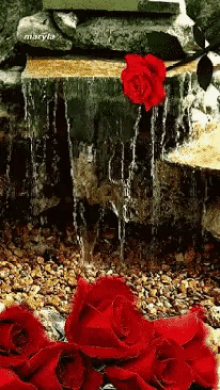 Red Rose GIF - Red Rose Water GIFs