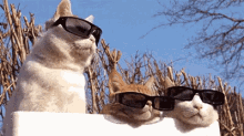 cat cool swag shades