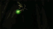 Firefly Insect GIF - Firefly Insect GIFs
