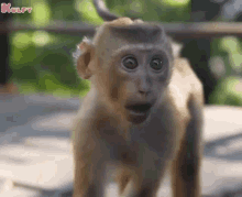 animals angry