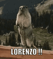 Lorenzo Marmot GIF - Lorenzo Marmot Scream GIFs