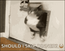 Fat Cat Stuck GIF - Fat Cat Stuck Cute GIFs