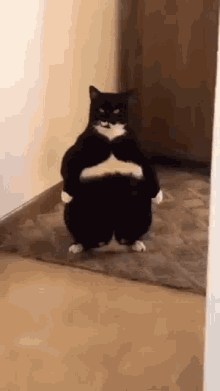 Cat Standing GIF - Cat Standing Fat GIFs