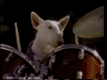 Walter Dog GIF - Walter Dog Bull Terrier GIFs
