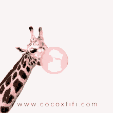 Cocoxfifi Cxf GIF - Cocoxfifi Cxf Giveaway GIFs