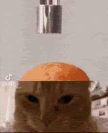 Cat Brain Cat GIF - Cat Brain Cat Brain GIFs
