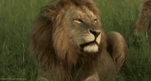 roar lion