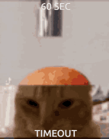 Cat Brain Cat Head GIF - Cat Brain Cat Head Cute GIFs