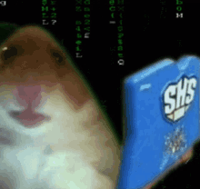 Hacker Hamster GIF - Hacker Hamster Stare GIFs