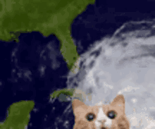 Cat Tornado GIF - Cat Tornado Hurricane GIFs