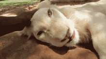 Lioness Yawn GIF - Lioness Lion Yawn GIFs