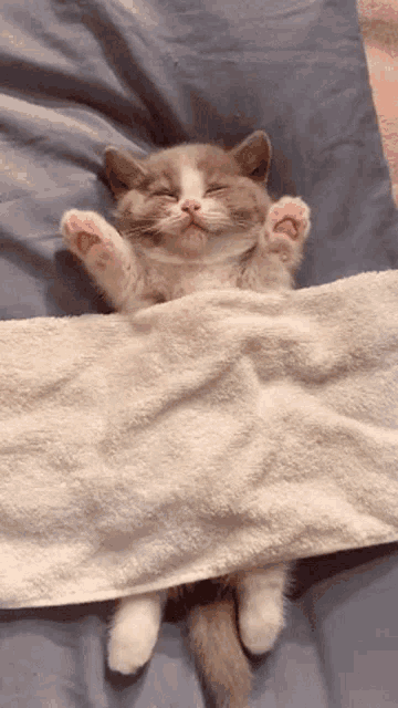 Sleepy Sleepy Cat GIF - Sleepy Sleepy Cat Sleeping - Discover & Share GIFs