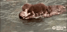 Sea Otter Mother & Baby Love GIF - Mothers Love Sea Otter Sea Otter Love GIFs