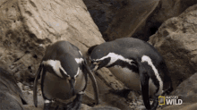 Inspecting A Penguin Obstacle Course GIF - Inspecting A Penguin Obstacle Course Jumping GIFs