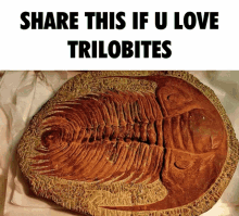trilobite share if you love