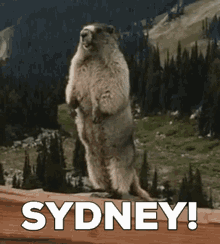 Sydney Marmot GIF - Sydney Marmot Shouting GIFs