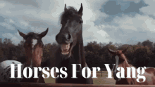 horses for yang