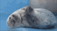 Seal Wiggle GIF - Seal Wiggle Jiggle GIFs