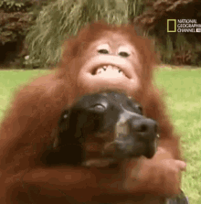 Ape Dog GIF - Ape Dog Monkey GIFs