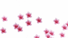 transparent background flowers background flowers hibiscus flowers for you transparent background flowers background flowers hibiscus flowers for you
