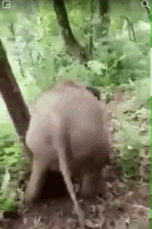 elephant slides down hill living the dream