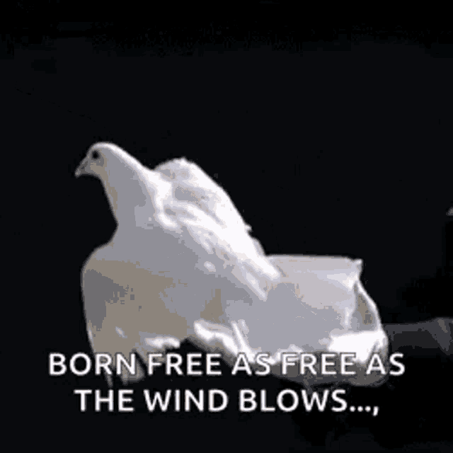 freedom-to-make-a-difference-dove.gif